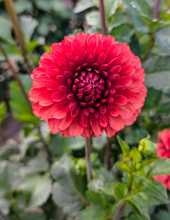 Brown Sugar dahlia