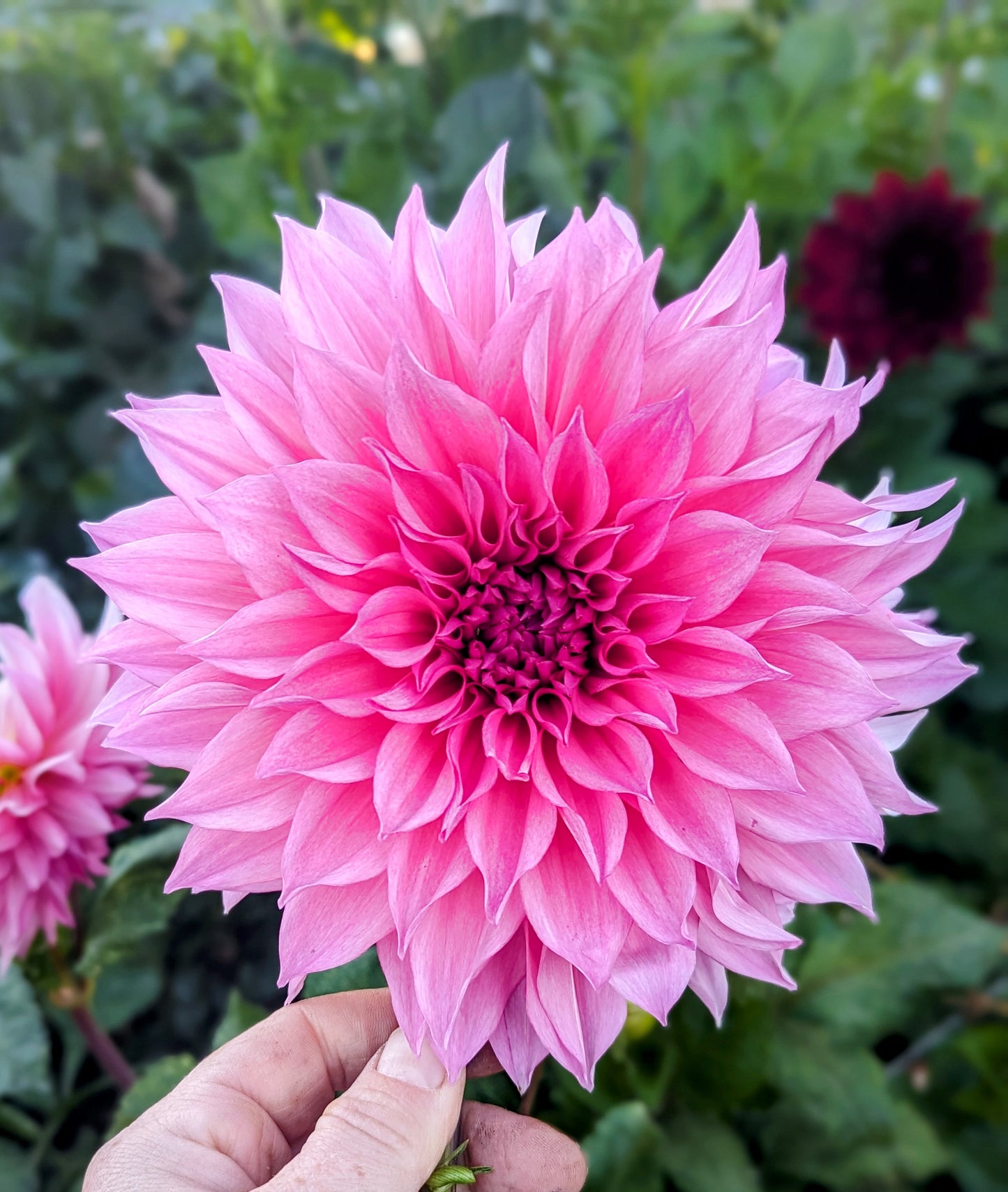 Cafe Au Lait Rose dahlia