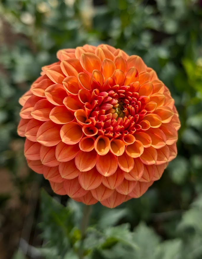Camano Buz dahlia