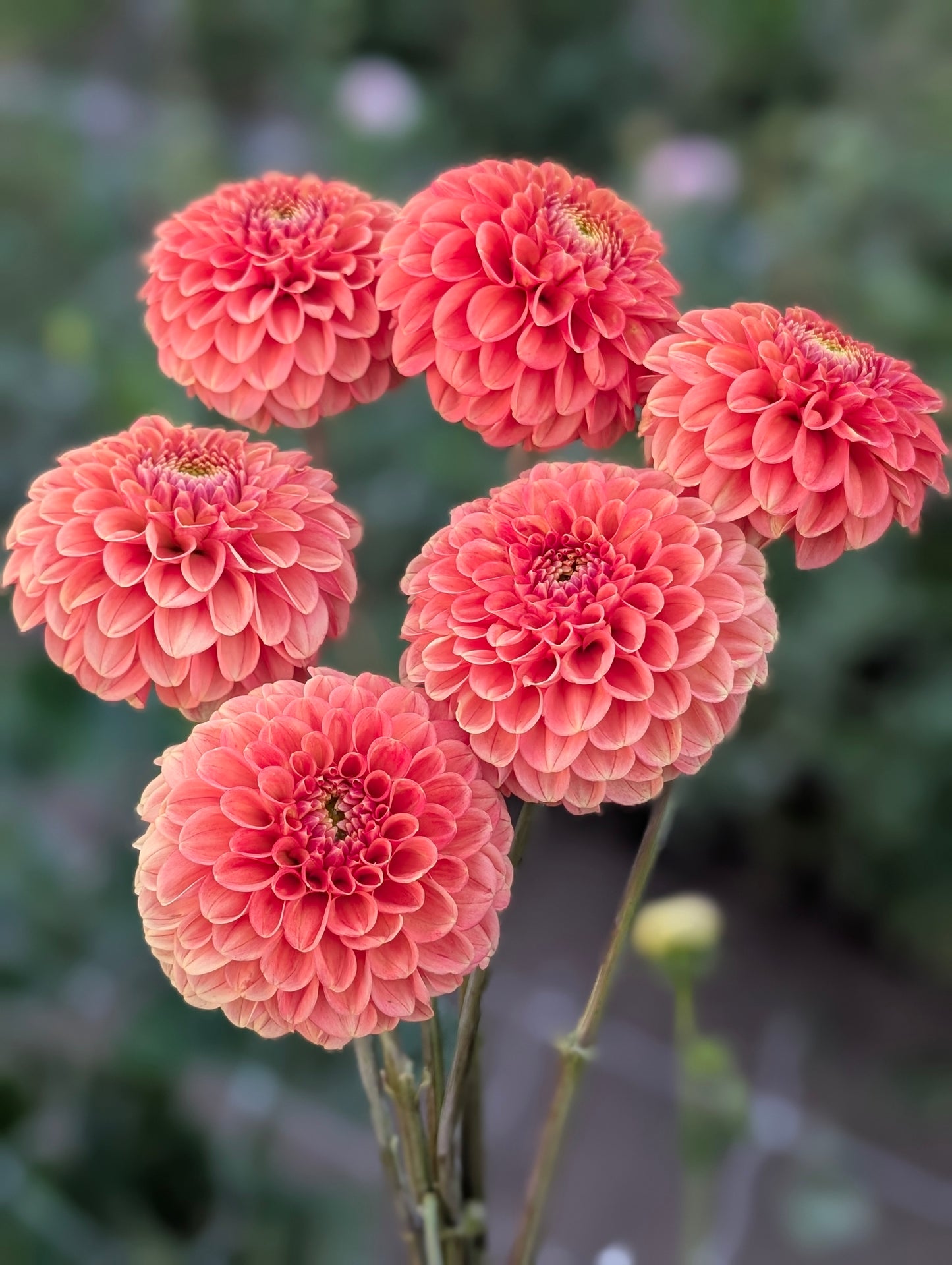 Camano Buz dahlia