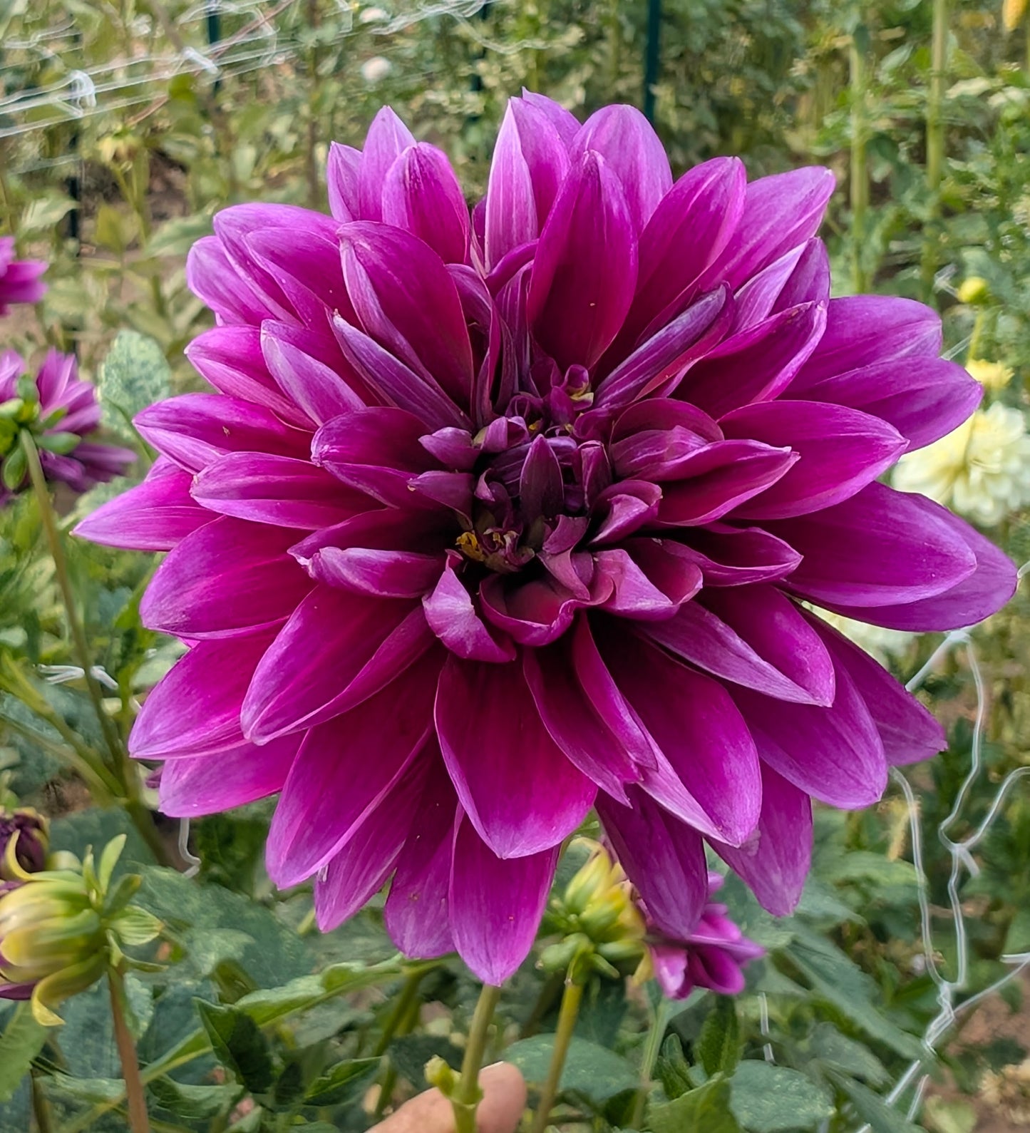Cantiflora dahlia