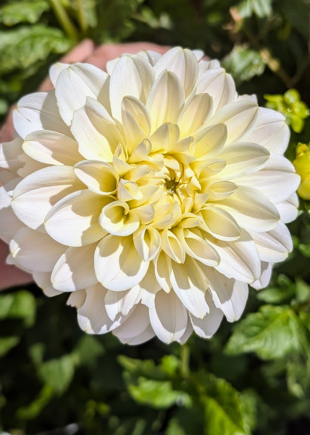 Carmel Antique dahlia