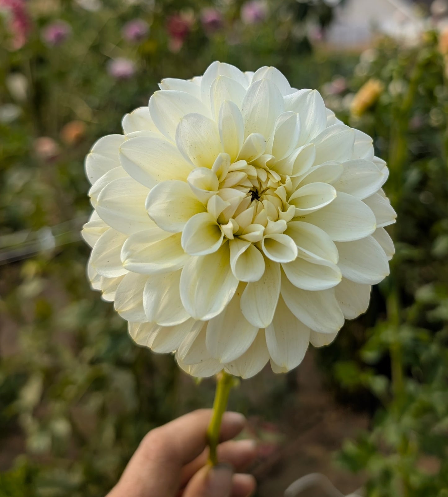 Carmel Antique dahlia