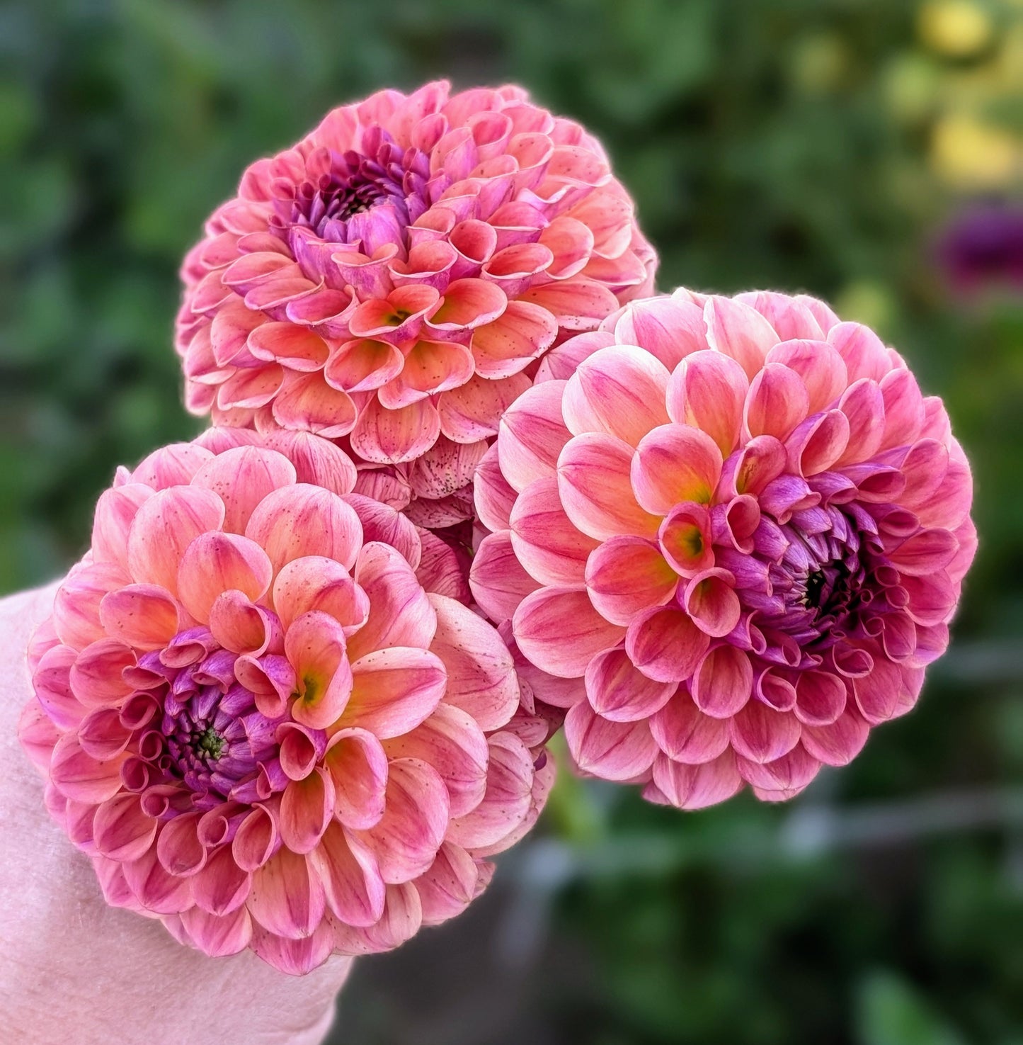 Chewy dahlia