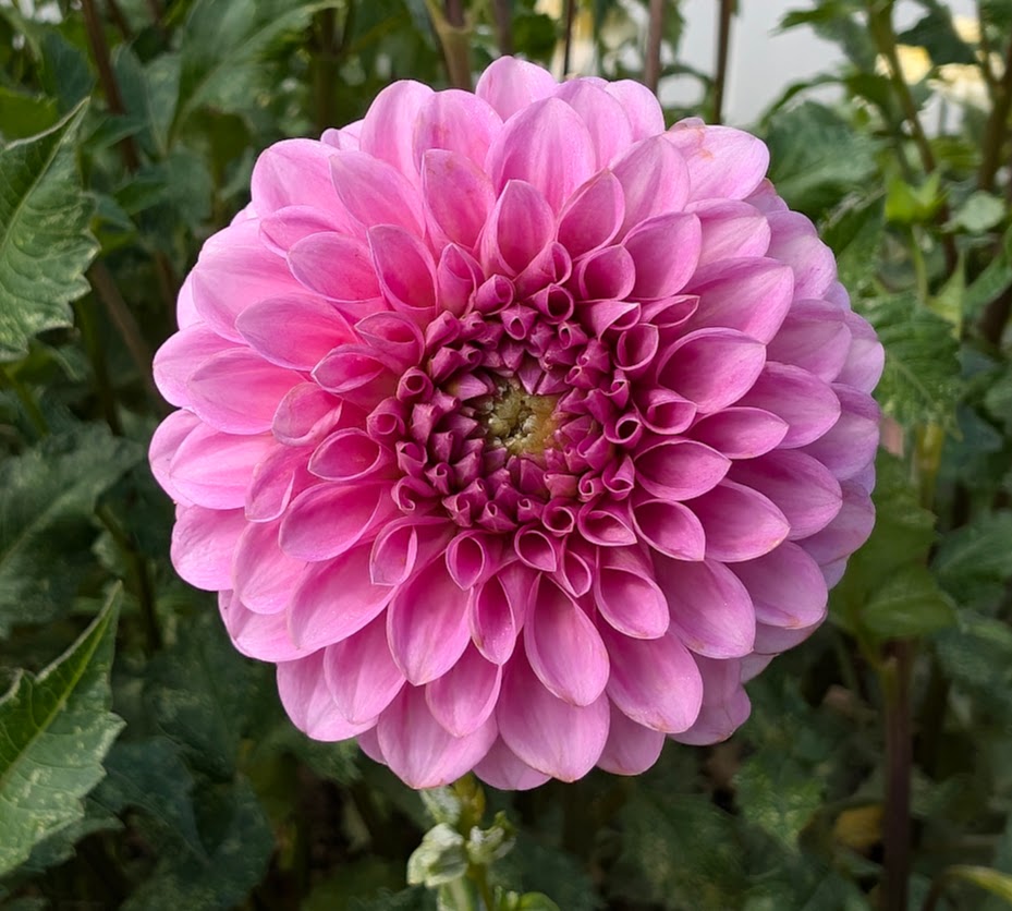 Chimacum Katie dahlia