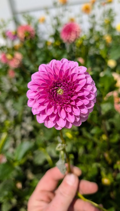 Chimacum Katie dahlia