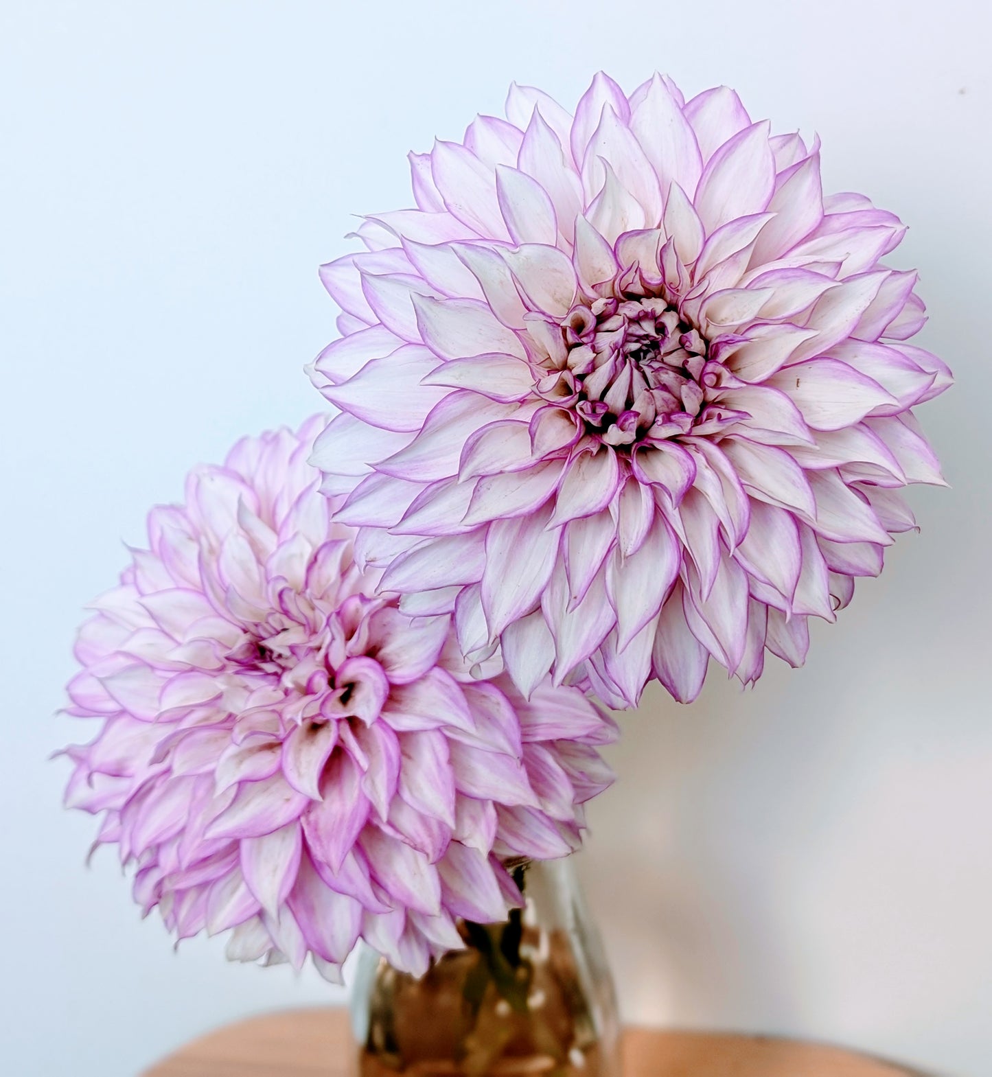 Clearview Debbie dahlia tuber