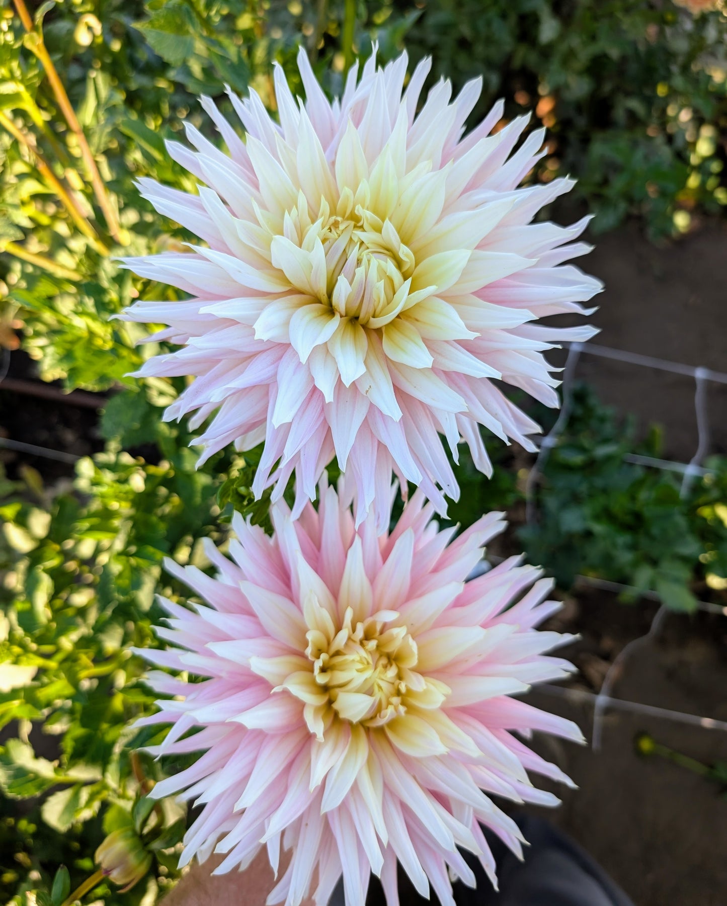 Clearview Jonas dahlia