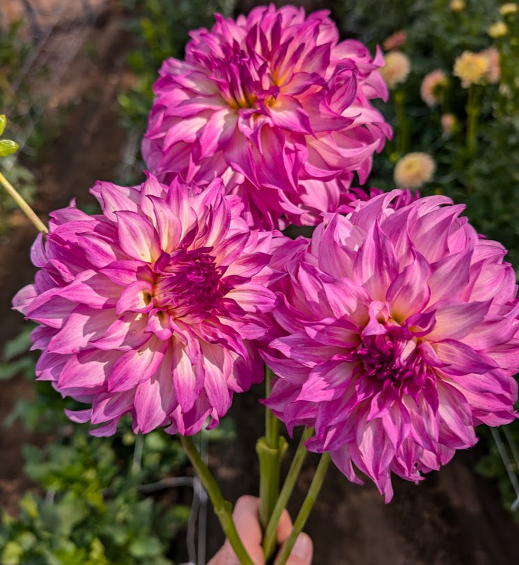 Colorado Classic dahlia