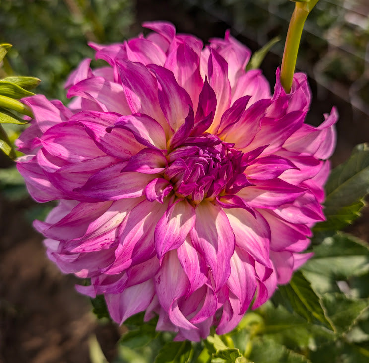 Colorado Classic dahlia