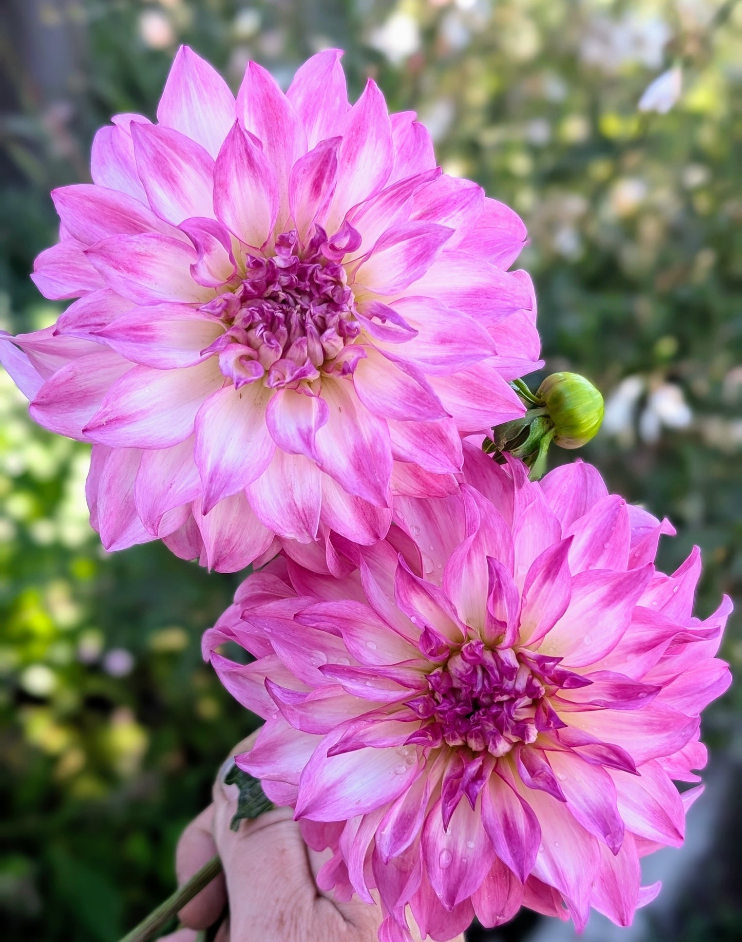 Colorado Classic dahlia