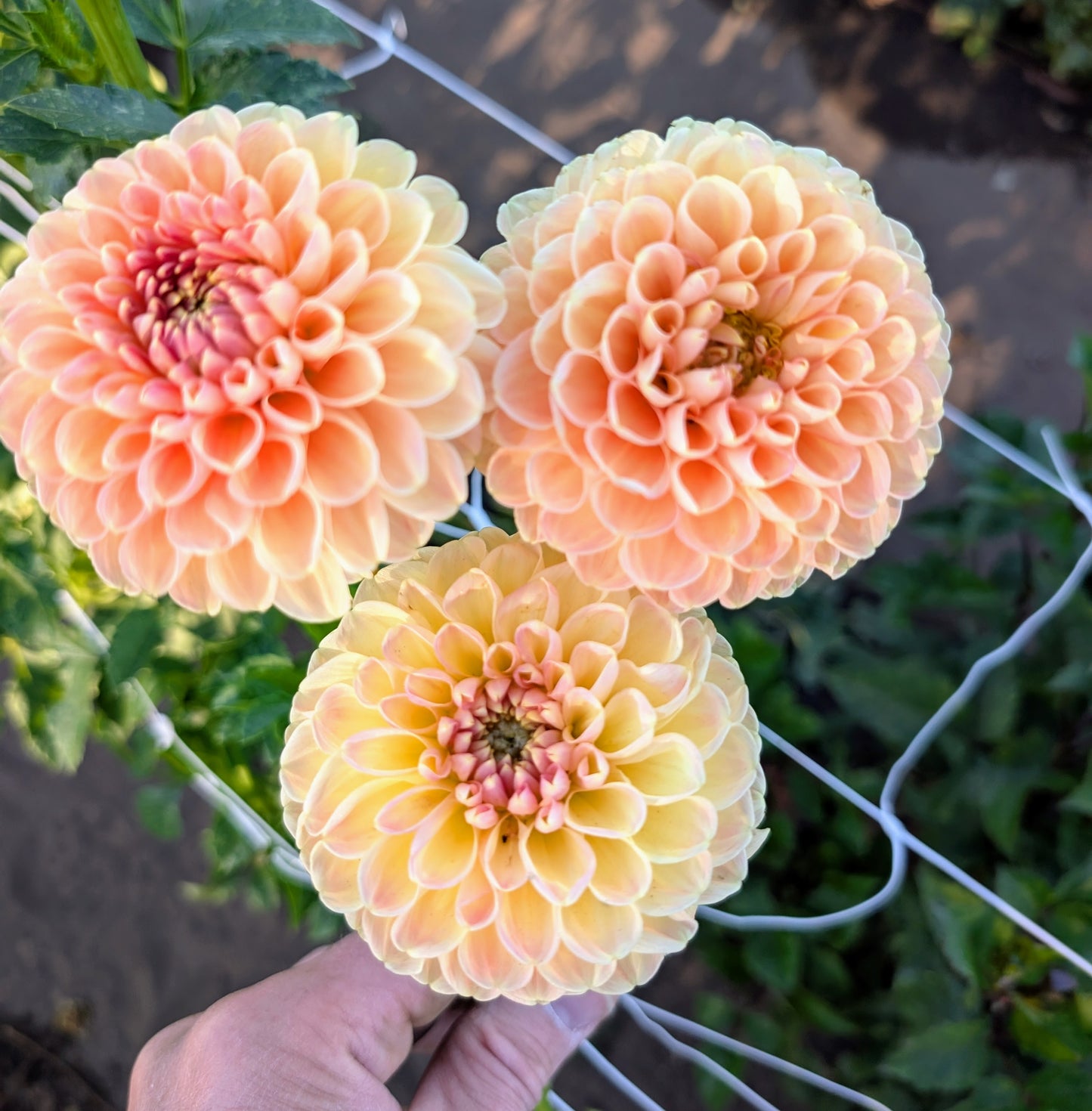 Crichton Honey dahlia