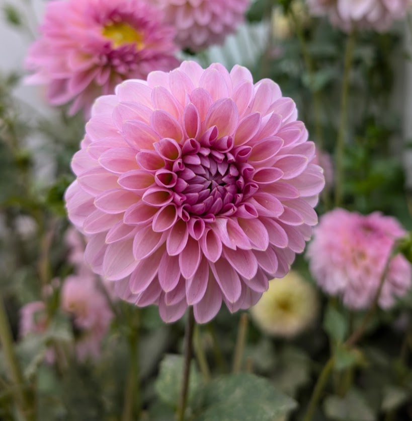 Cupcake dahlia