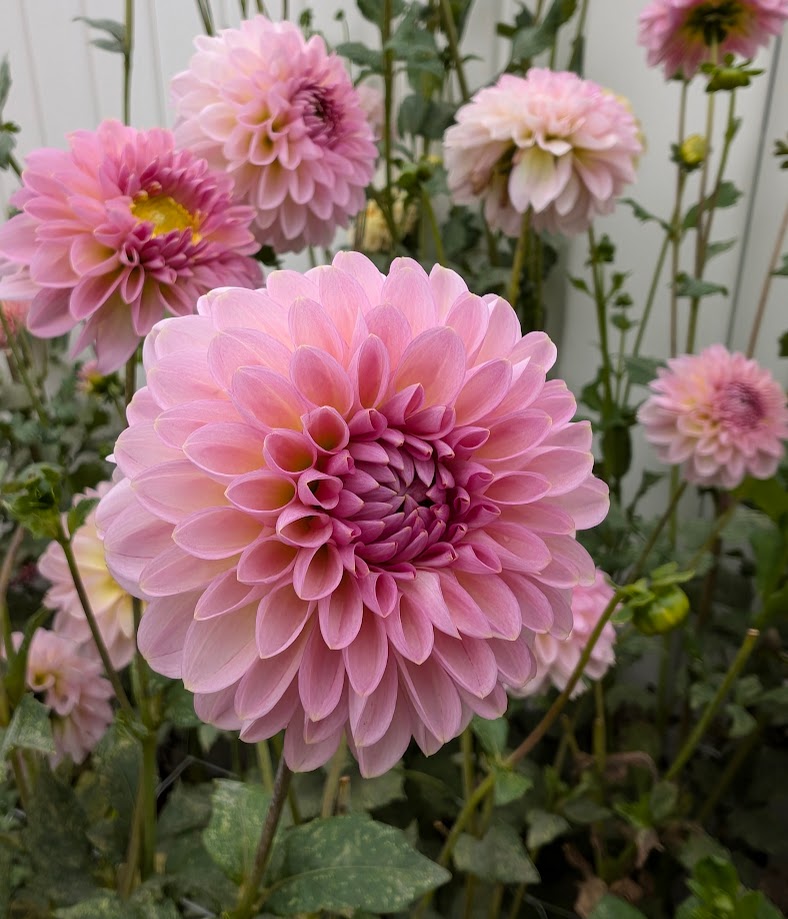 Cupcake dahlia
