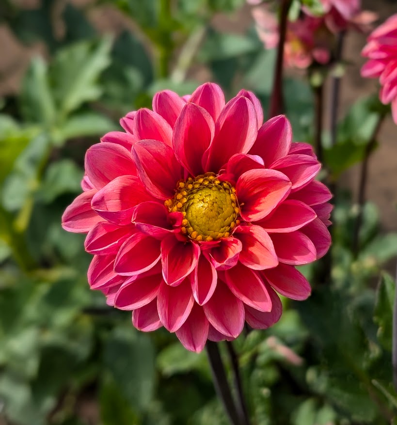 Daisy Duke dahlia