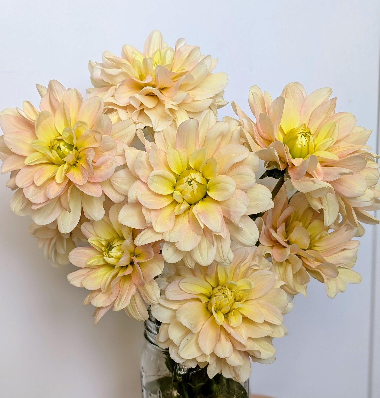 Day Dreamer dahlia