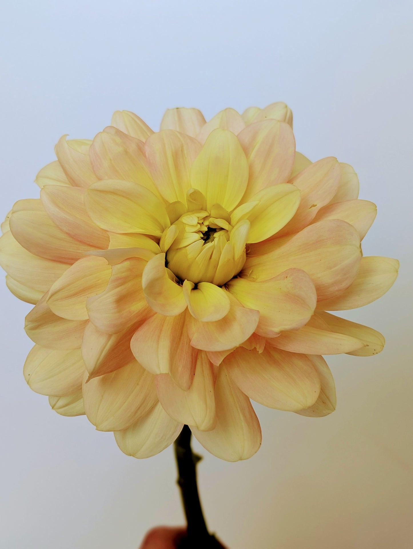 Day Dreamer dahlia