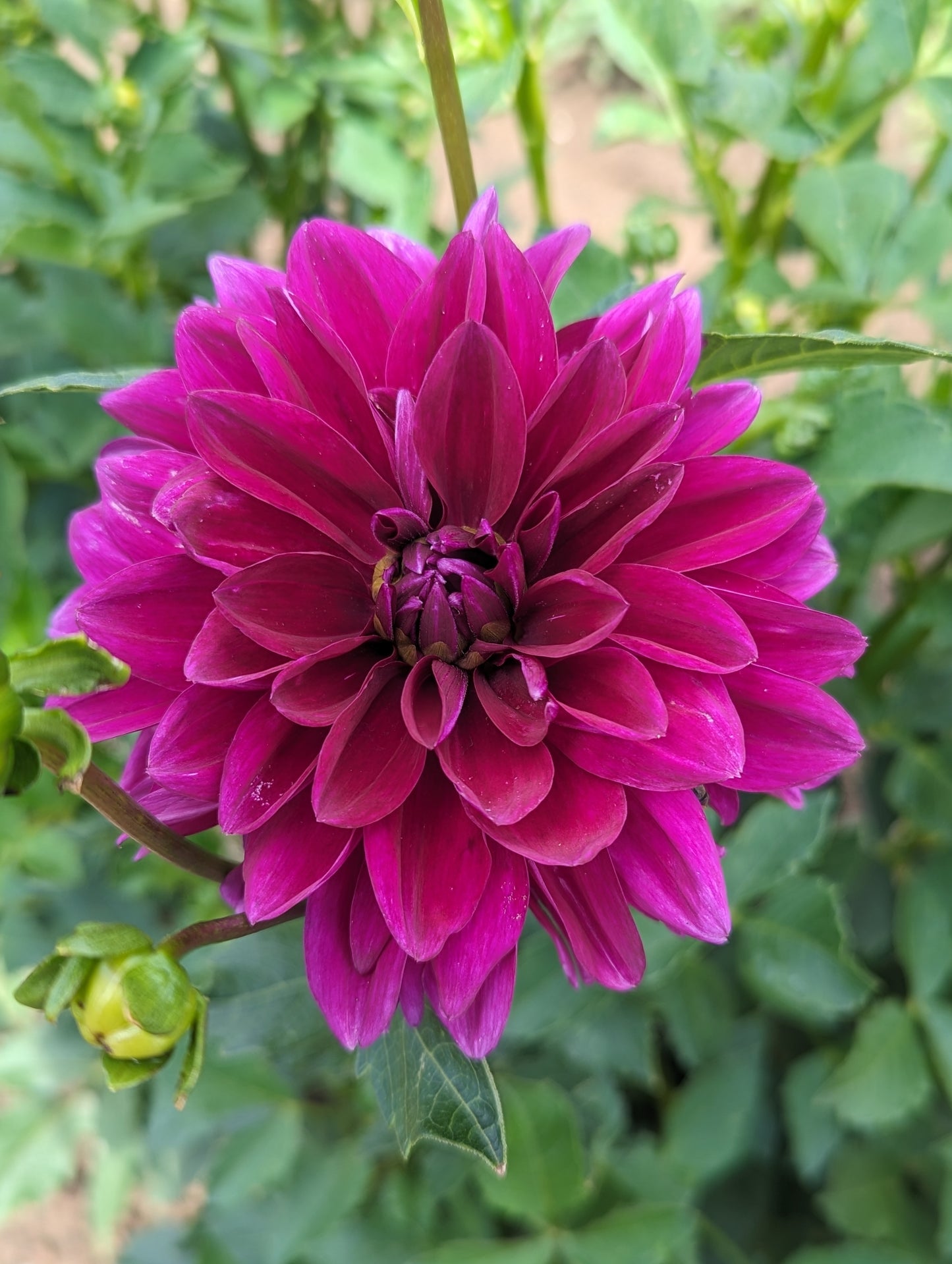 Diva dahlia