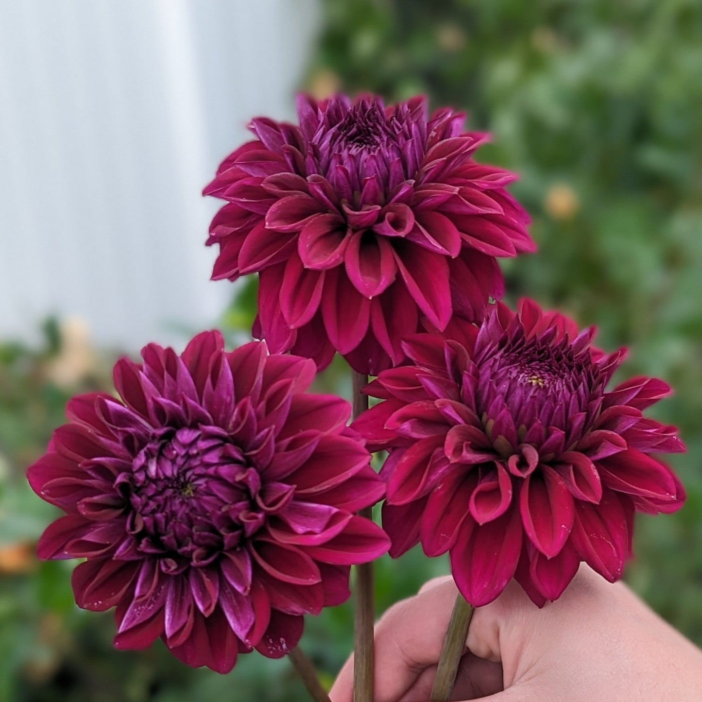 Diva dahlia