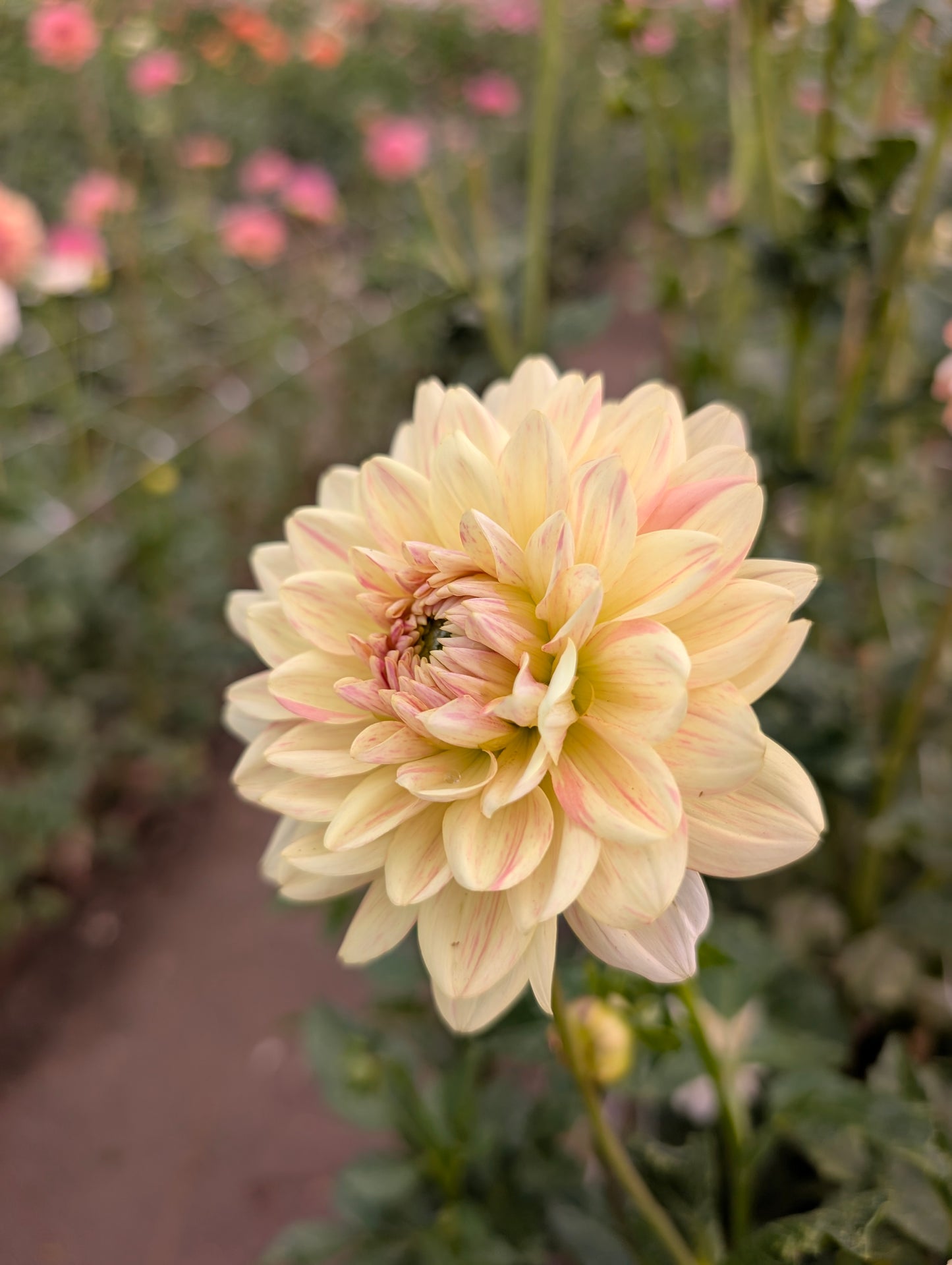 Fawn dahlia