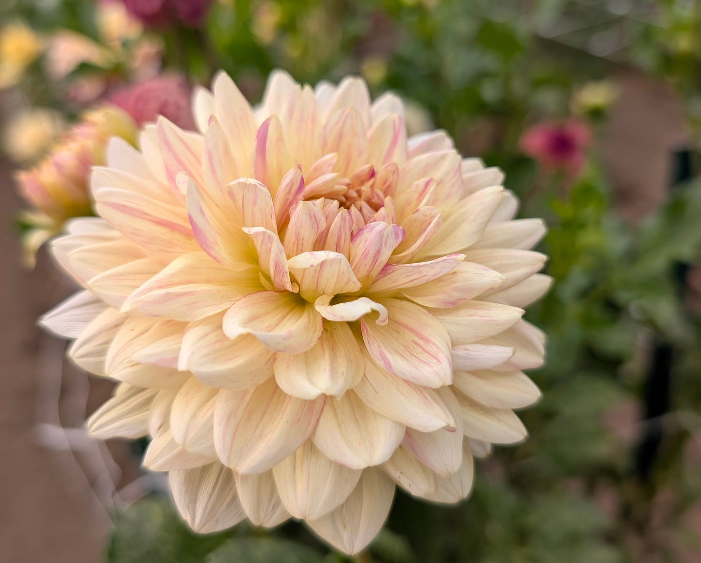 Fawn dahlia