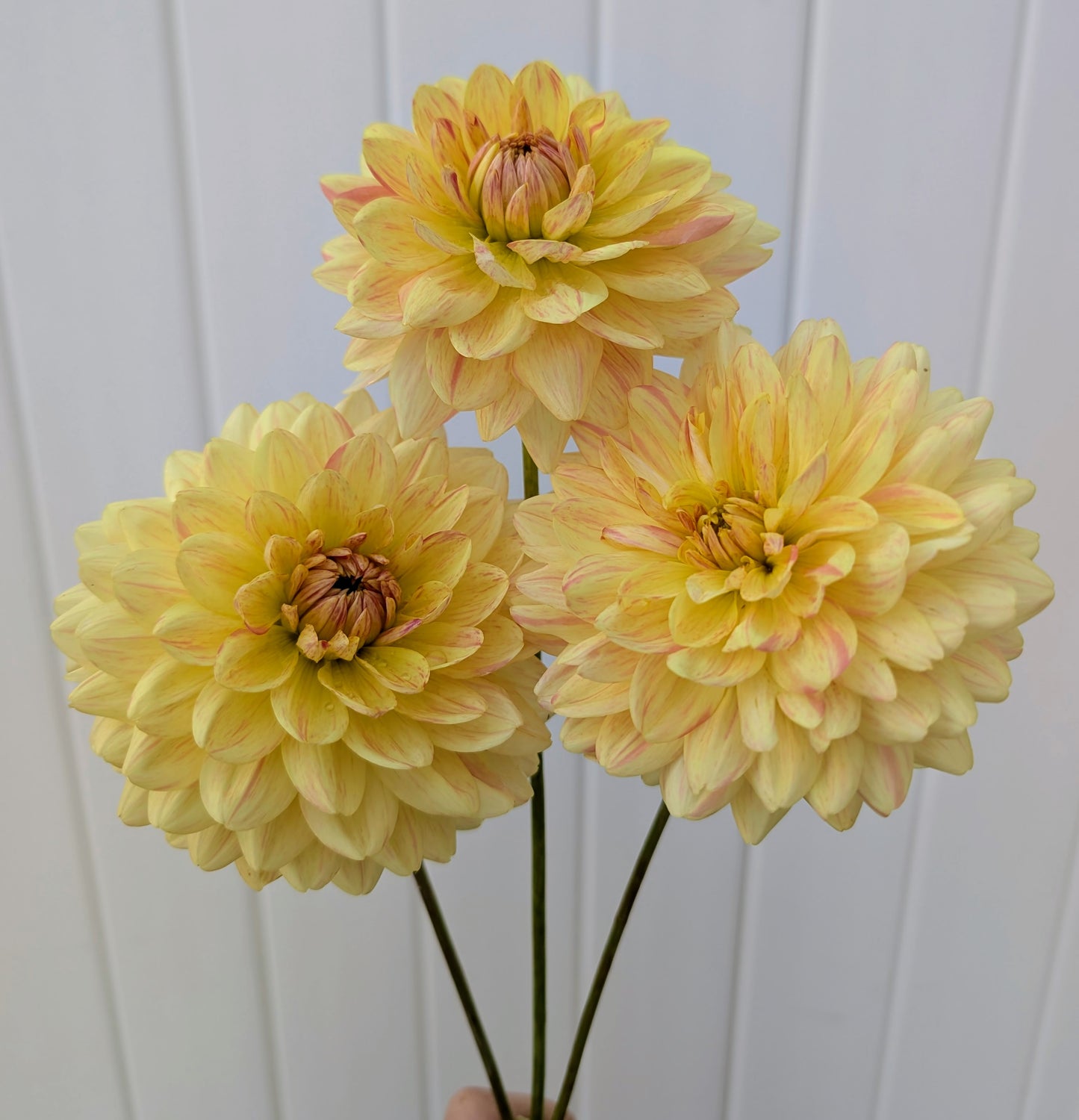 Fawn dahlia