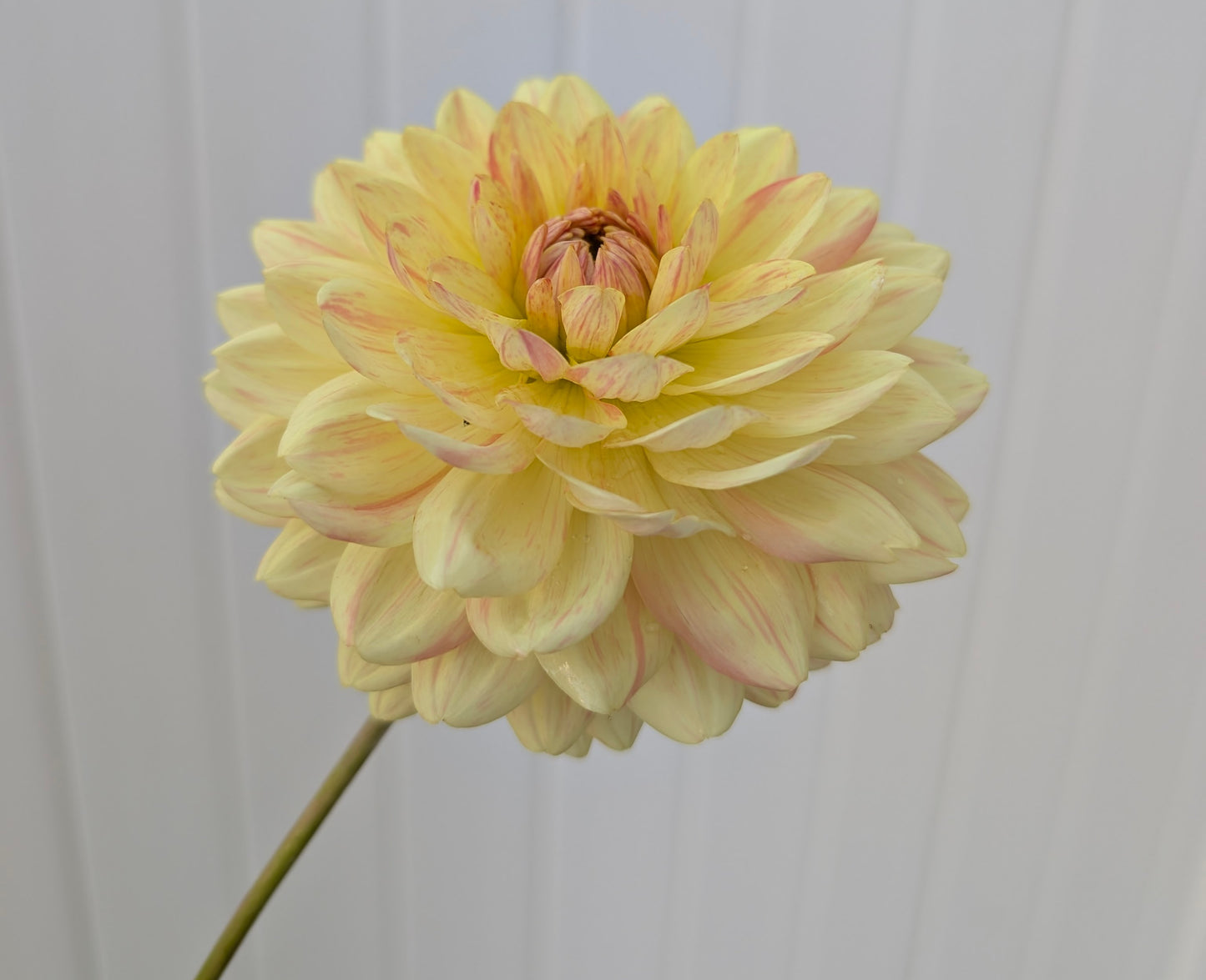 Fawn dahlia