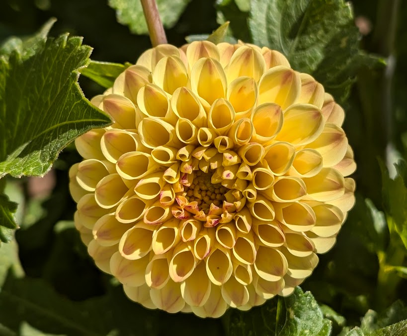 Ferncliff Spice dahlia