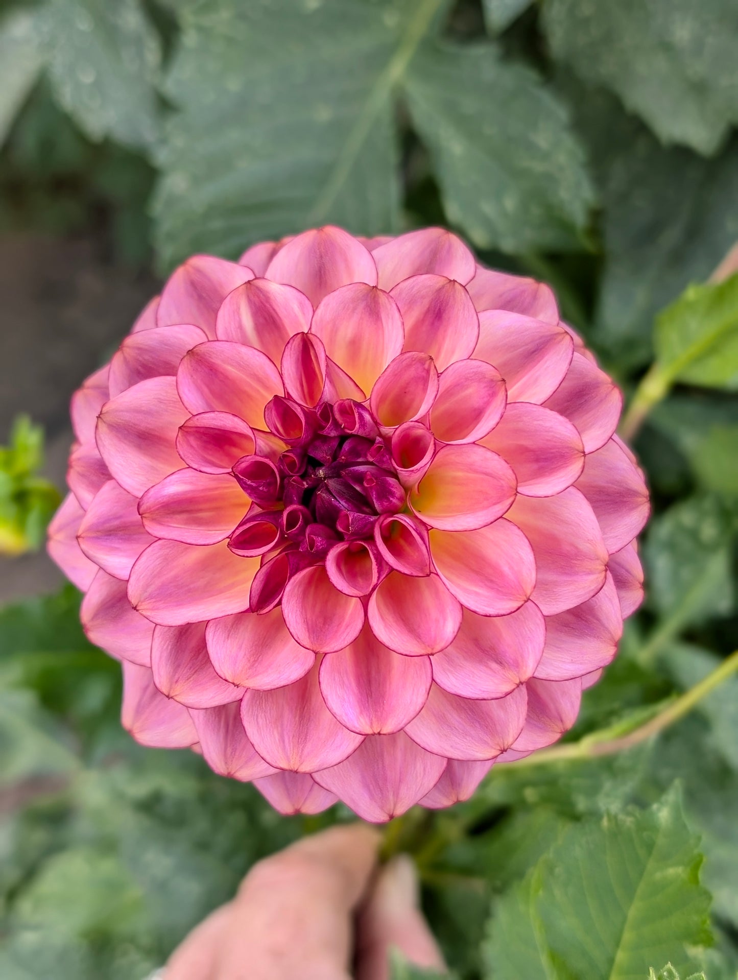 Ferncliff Thunder dahlia