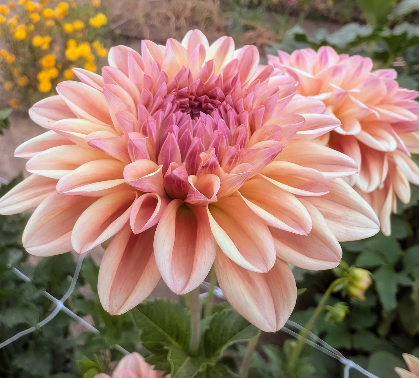 Ferncliff Copper dahlia