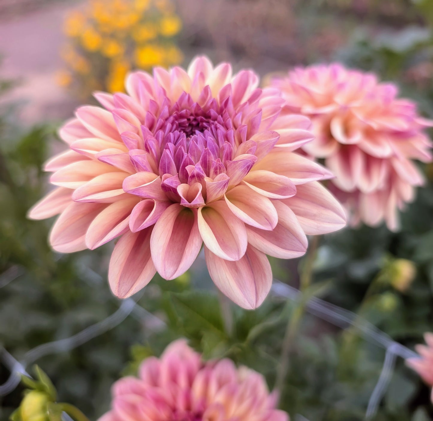 Ferncliff Copper dahlia