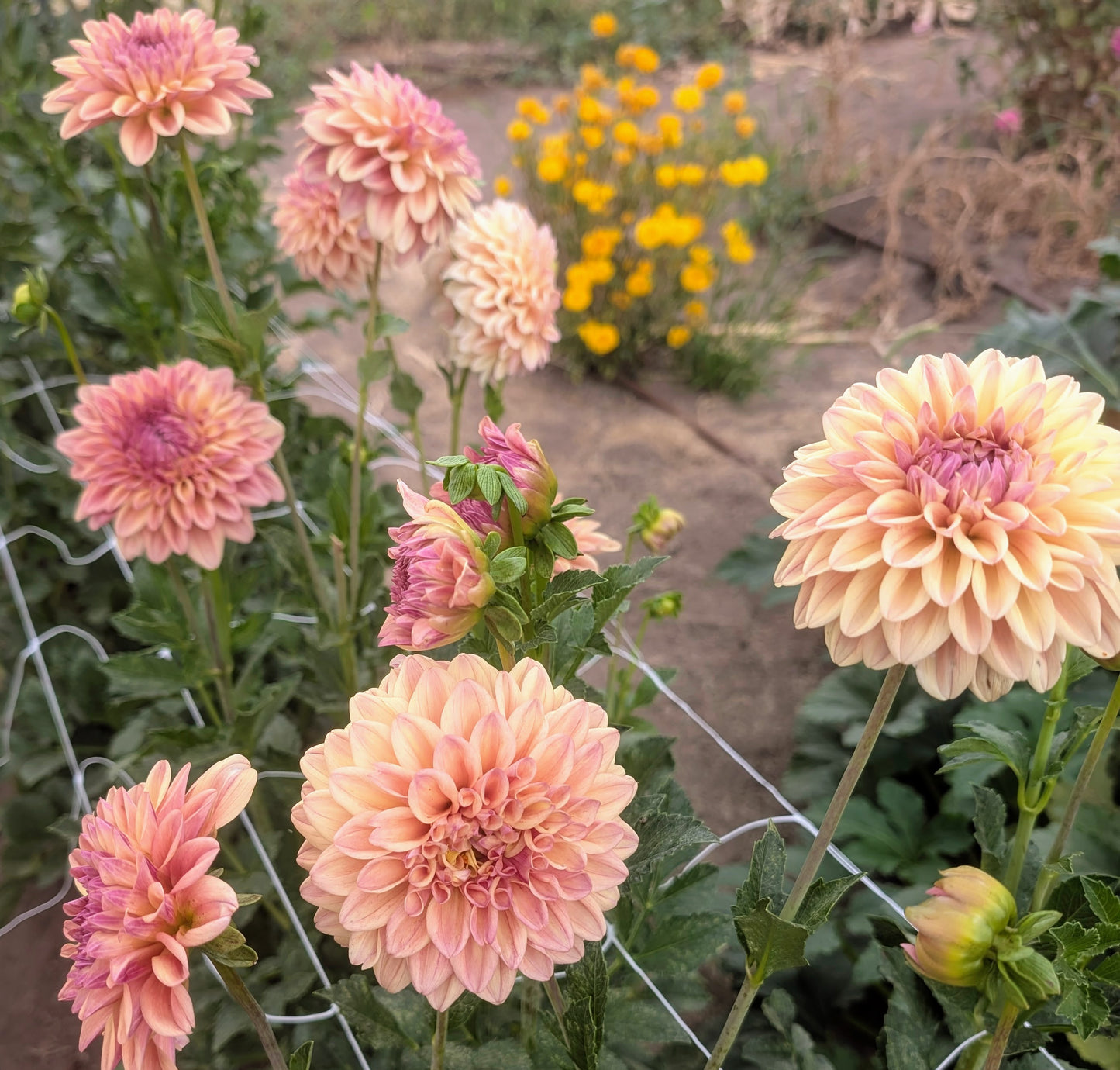 Ferncliff Copper dahlia