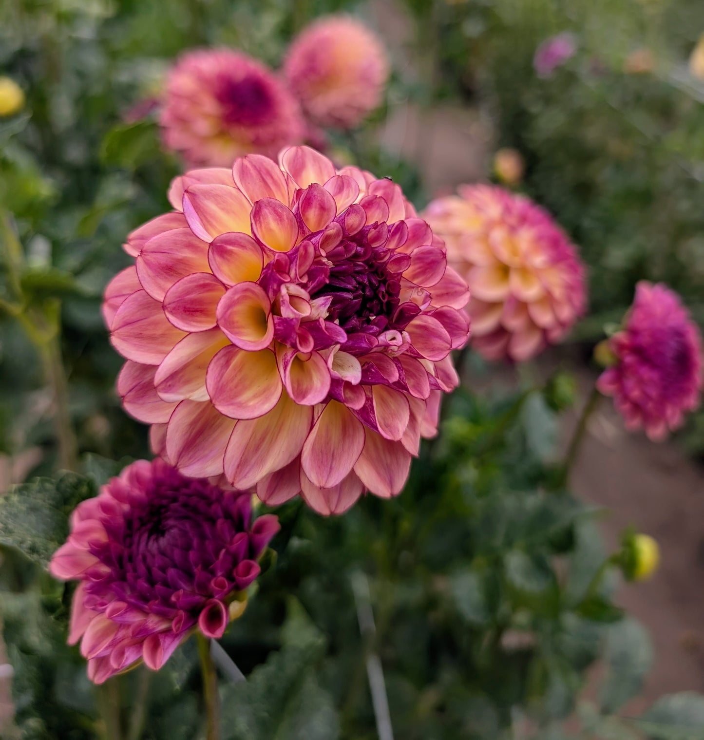 Ferncliff Thunder dahlia