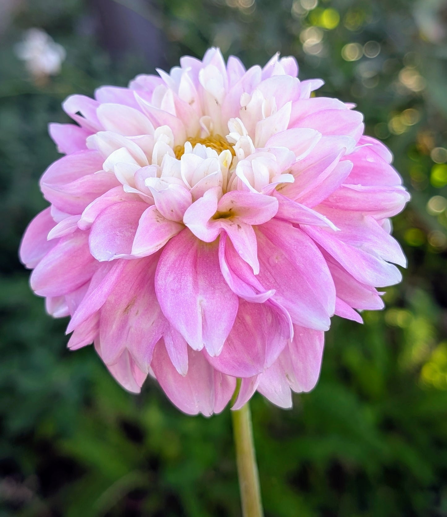 Fluffles dahlia