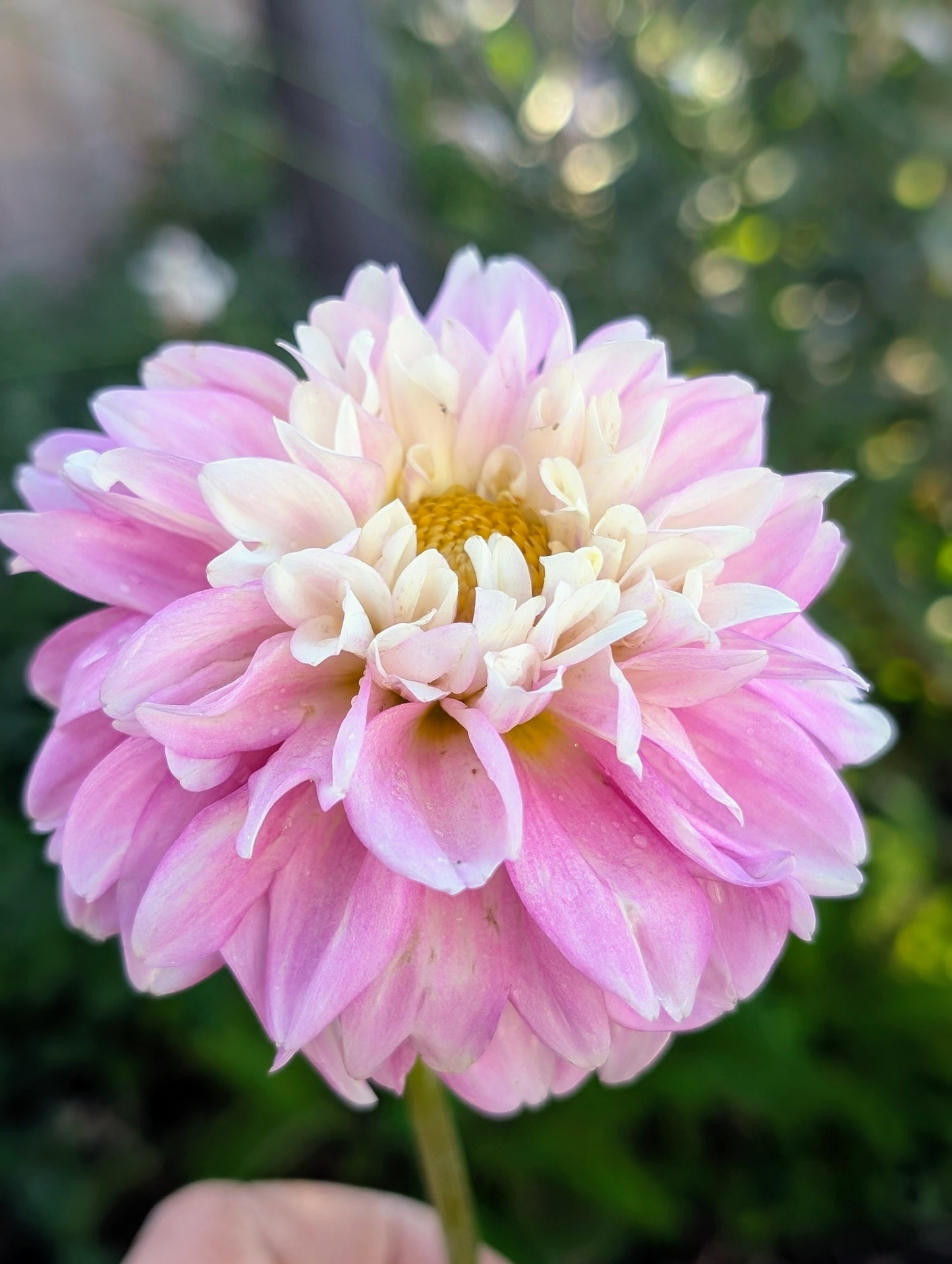 Fluffles dahlia