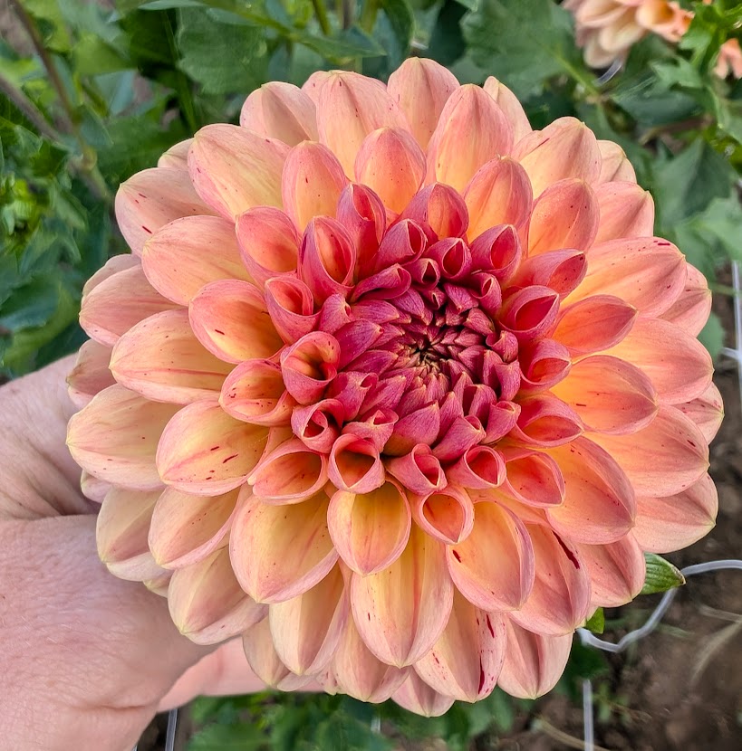 Foxy Lady dahlia