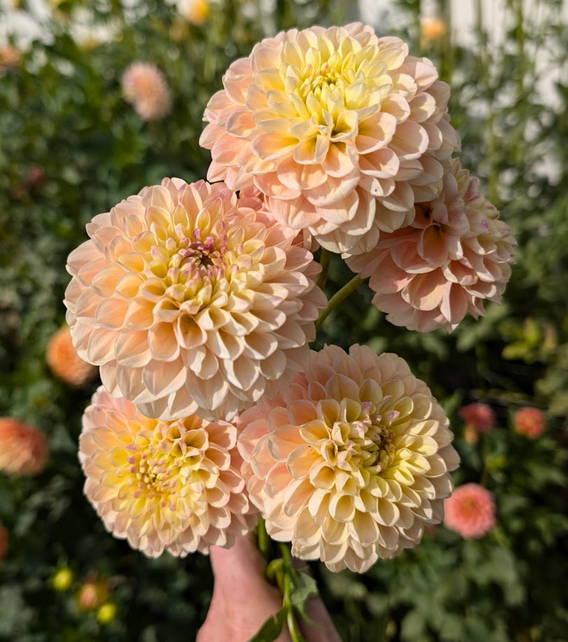 French Doll dahlia