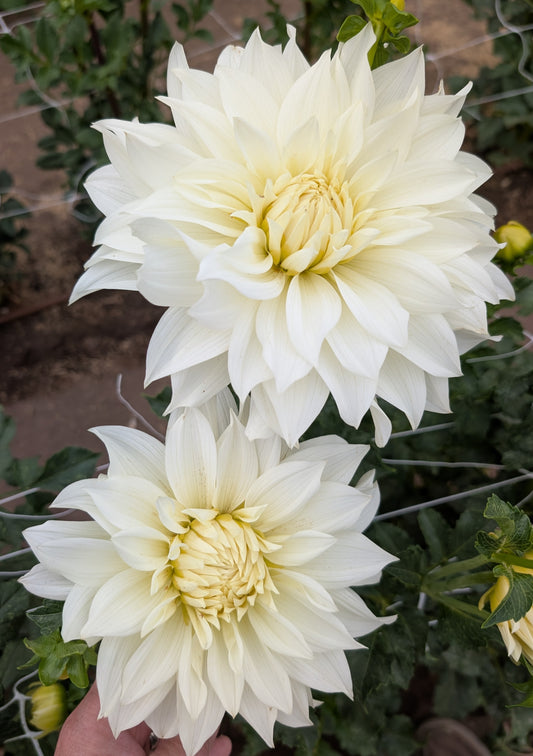 Frozen dahlia