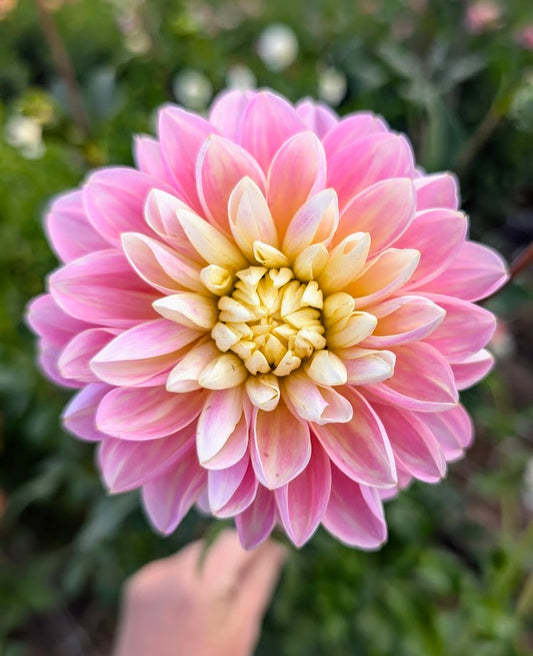 Gabbies Wish dahlia