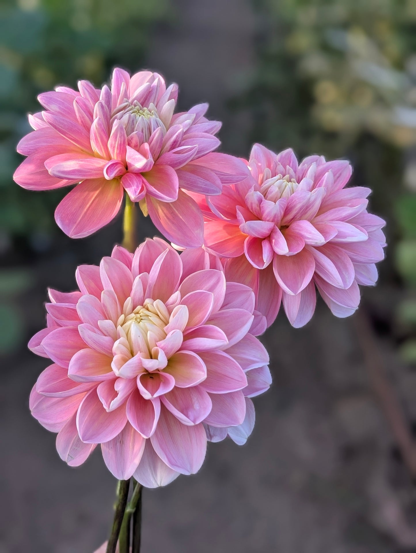 Gabbies Wish dahlia