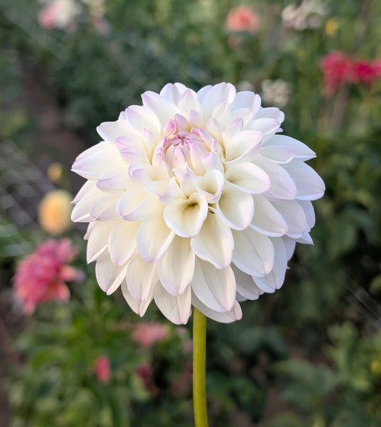 Gaylen Rose dahlia
