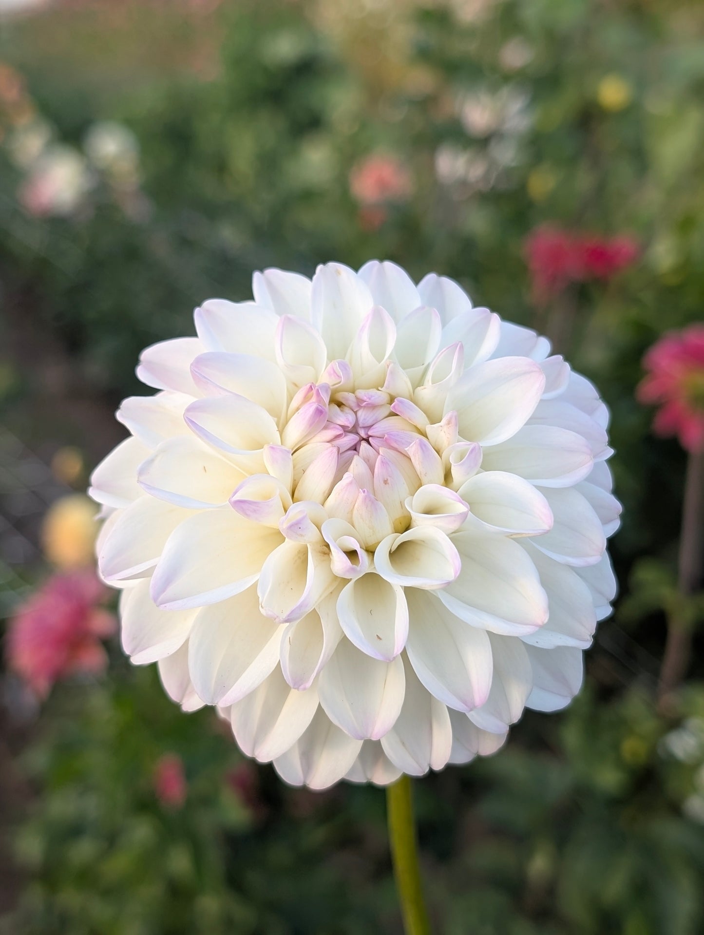 Gaylen Rose dahlia
