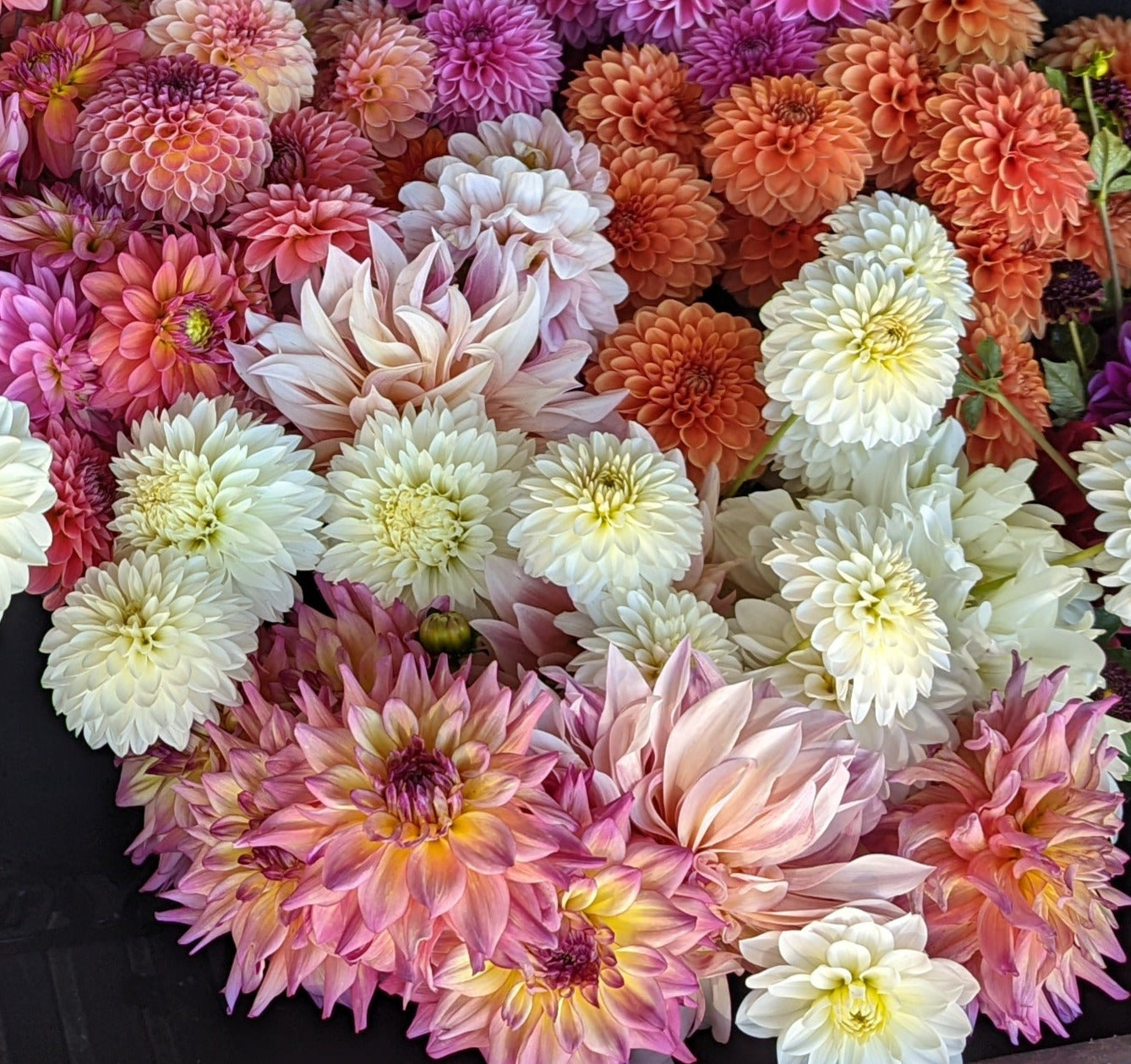 Gitts Attention dahlia