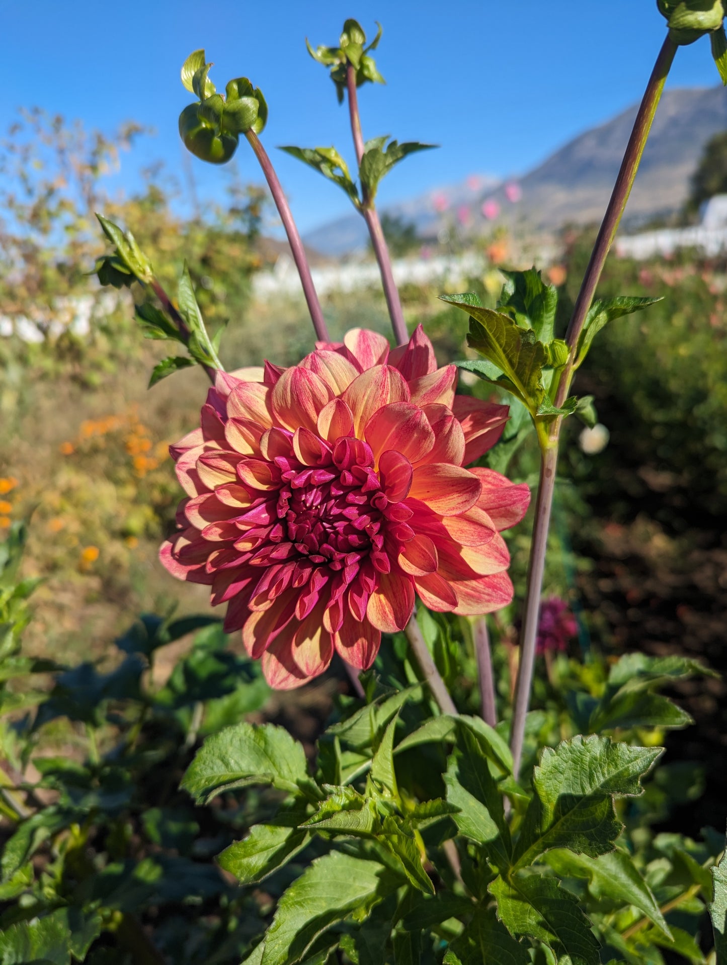 Gitts Crazy dahlia