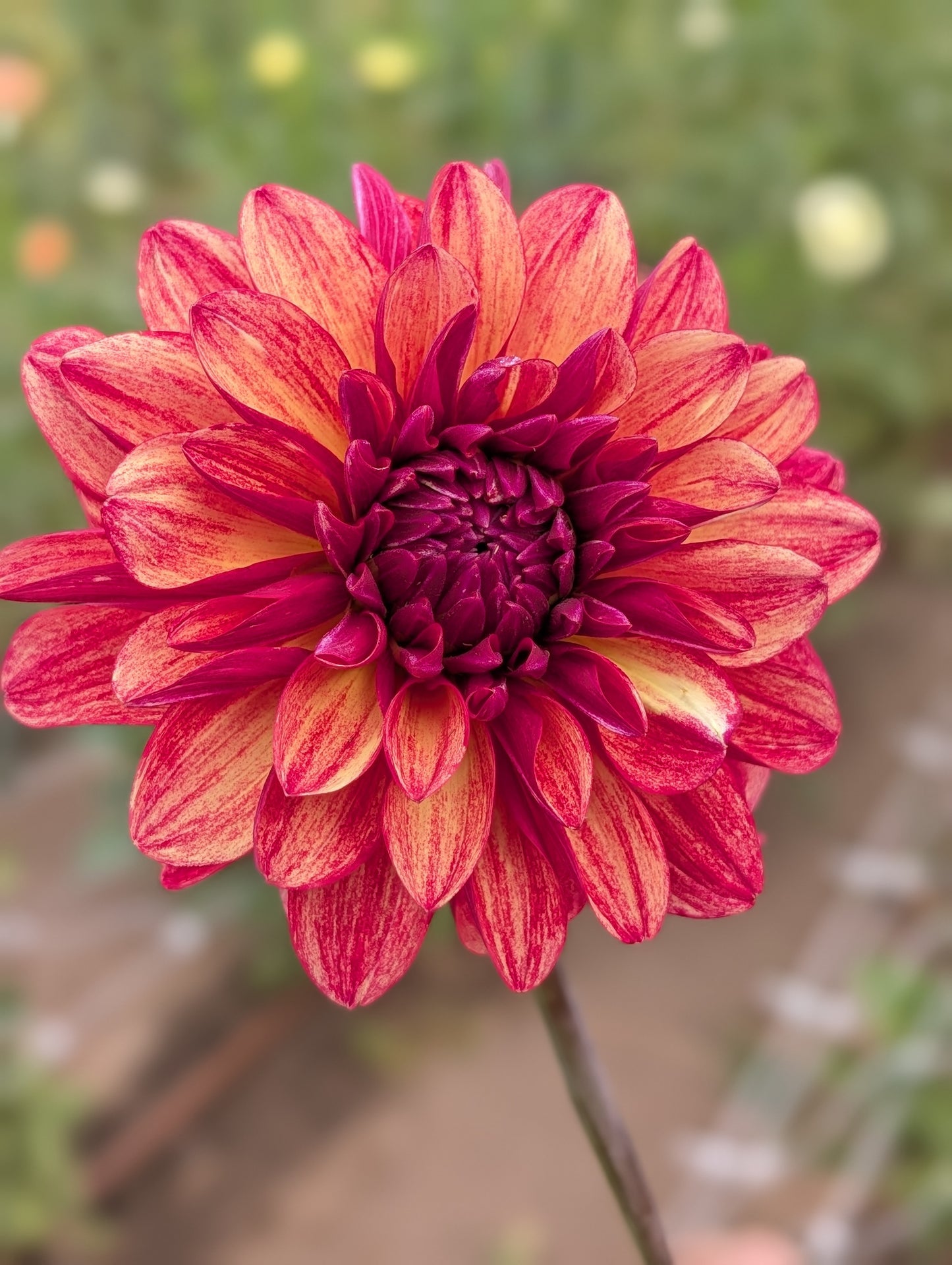 Gitts Crazy dahlia