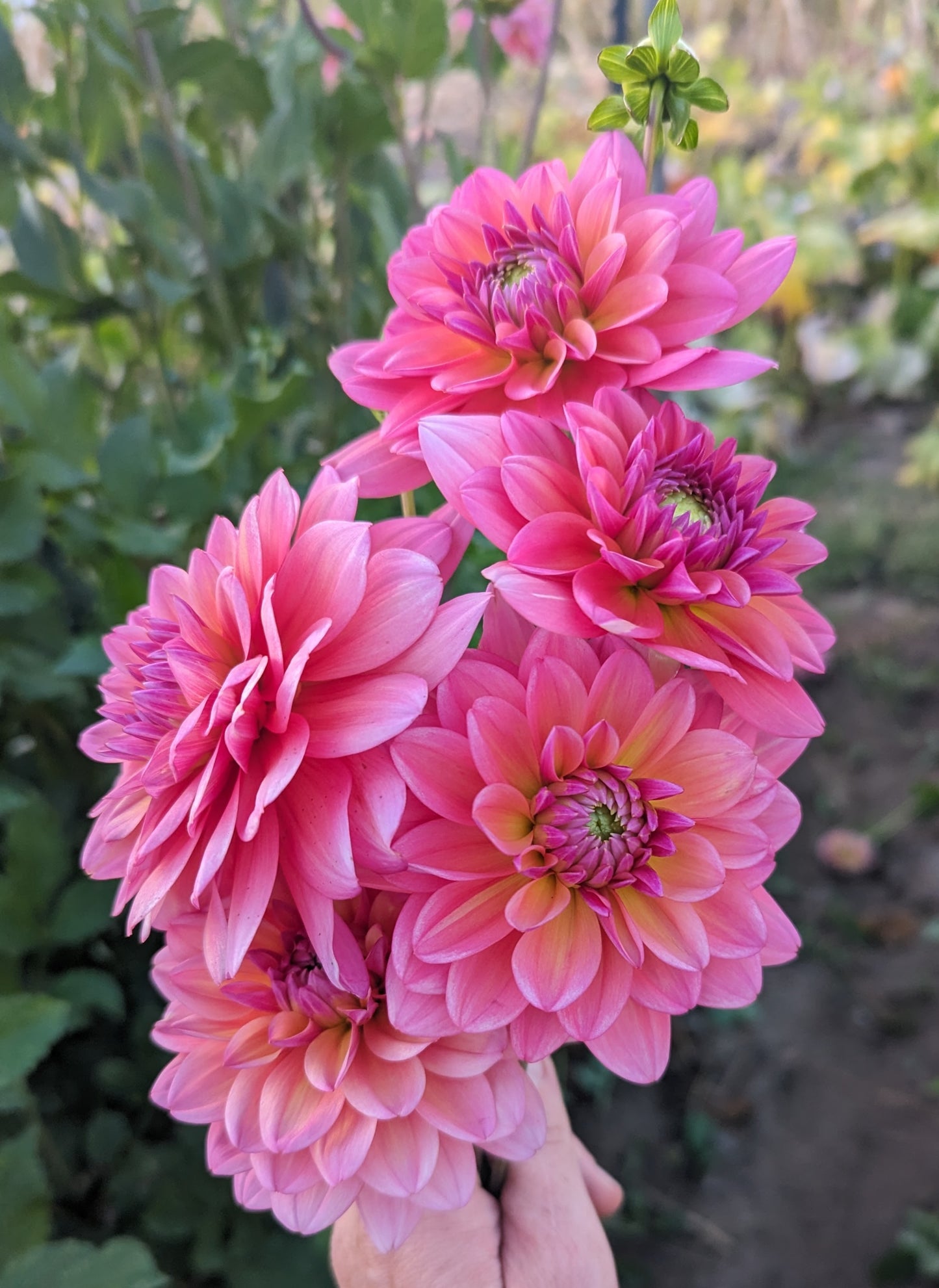 Great Silence dahlia