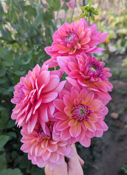 Great Silence dahlia