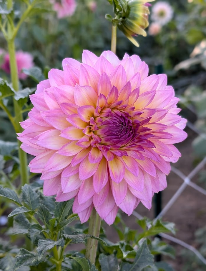 Hollyhill Gloria dahlia