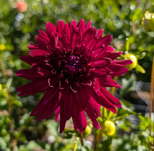 Hollyhill Starburst dahlia