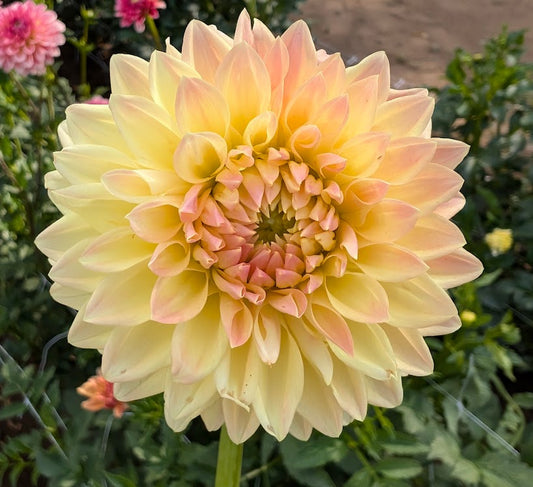Hamilton Lillian dahlia